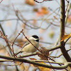 Carolina Chickadee Chickadee