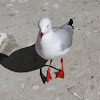 Seagull (Silver Gull)