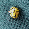 Netty Ladybird Beetle