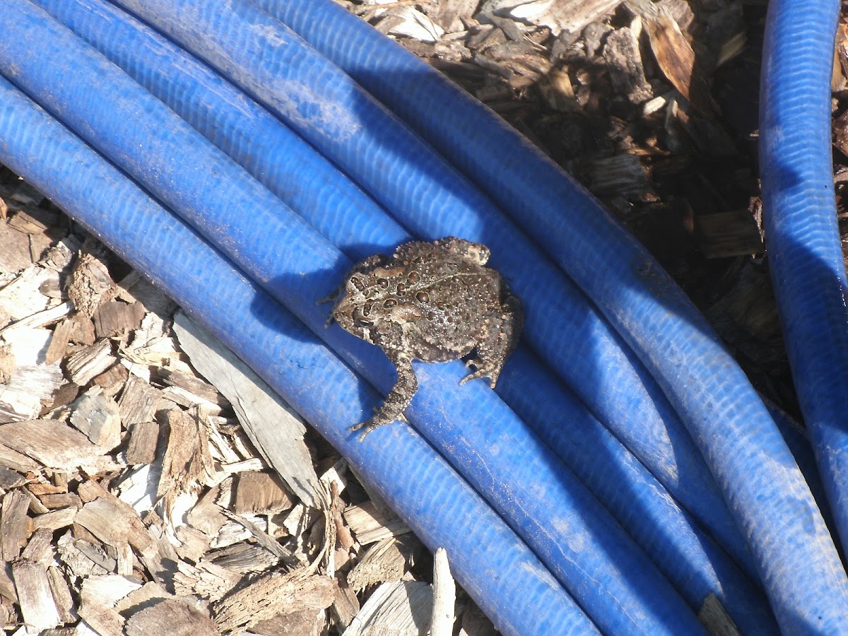 American Toad