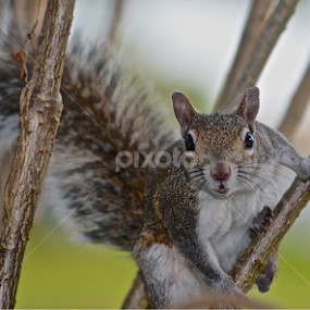 I got you :)  by Silvia Mininni - Animals Other