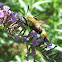 Clearwing Moth