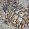 Spur-tighed tortoise