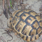 Spur-tighed tortoise