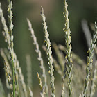 Intermediate Wheatgrass