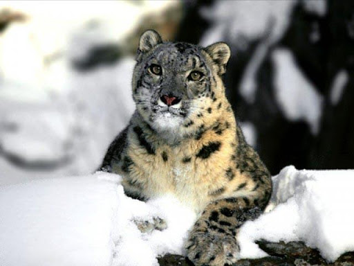 Snow Leopard Wallpapers II