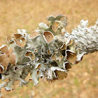 Perforated Ruffle Lichen