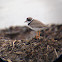 Semipalmated Plover