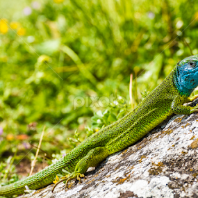 Reptile by Abdelmoumen Taoutaou - Animals Reptiles