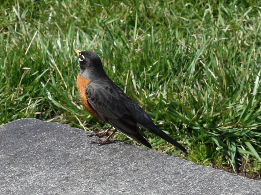 American Robin (male)