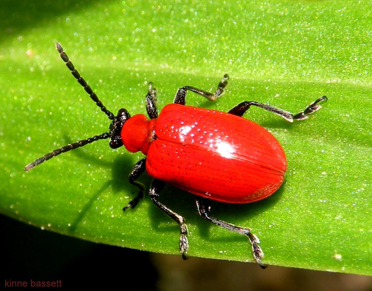 Lily Leaf Beetle Project Noah