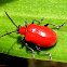 Lily Leaf Beetle