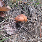 California Mushroom