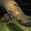 Arapaima