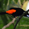Scarlet Rumped Tanager
