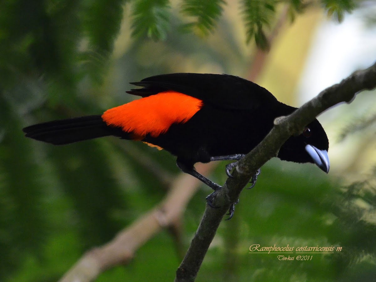Scarlet Rumped Tanager