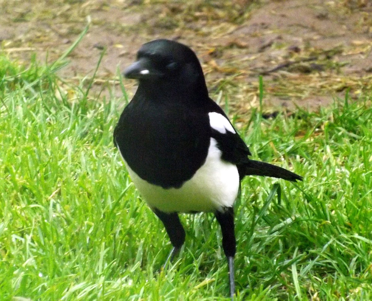 Magpie-black billed