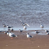 Terns and Gulls