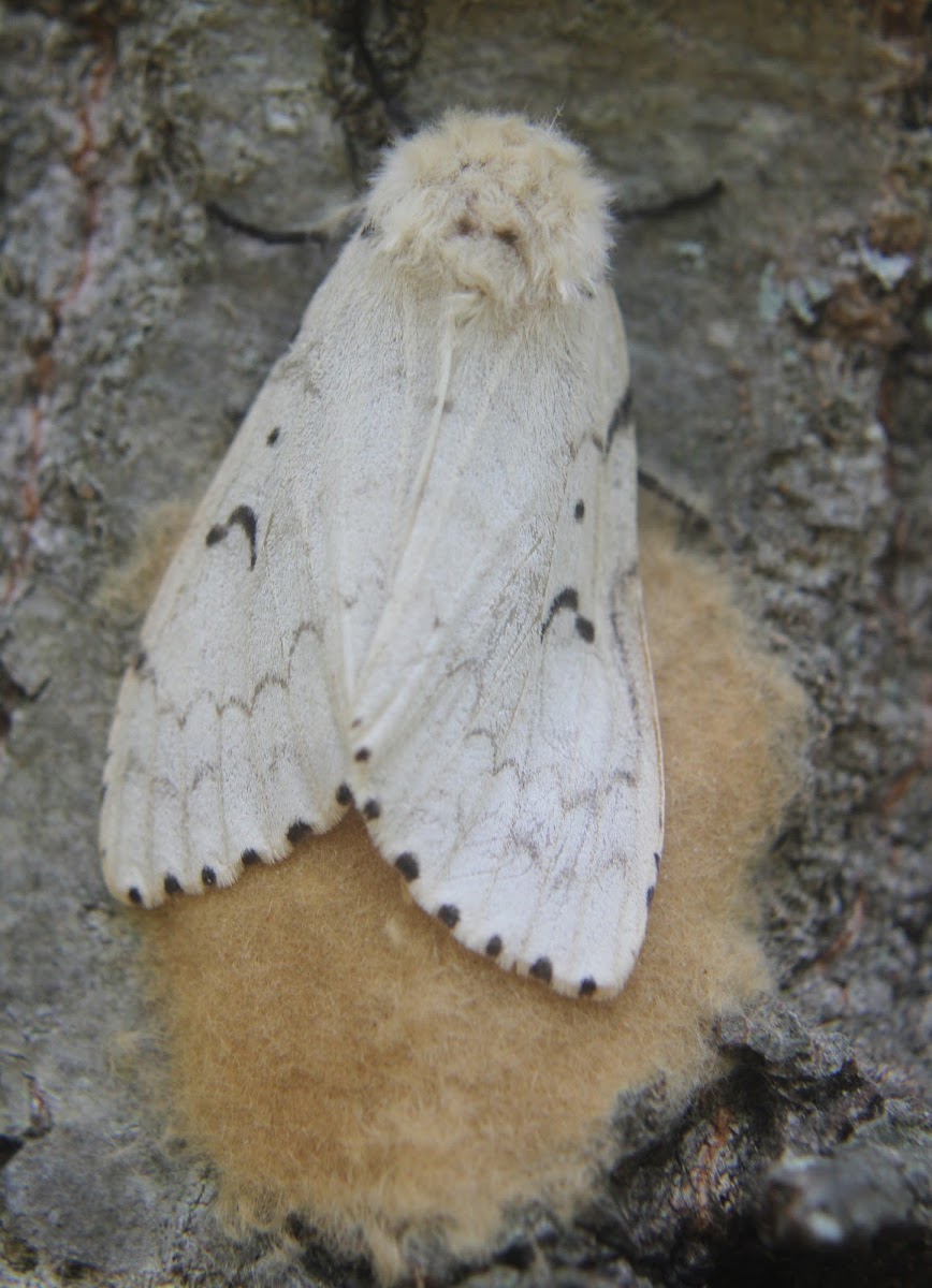 Gypsy Moth, female laying eggs