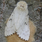 Gypsy Moth, female laying eggs