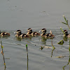 Black-bellied Whistling Duck