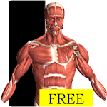 Cover Image of 下载 Visual Anatomy Free 5.0 APK