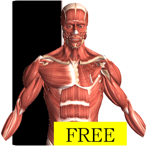 Visual Anatomy Free