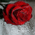 Raindrop Rose Live Wallpaper