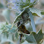 Flower crab spider