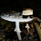 White False Deathcap/Witte knolamaniet