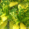 variegated croton