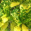 variegated croton