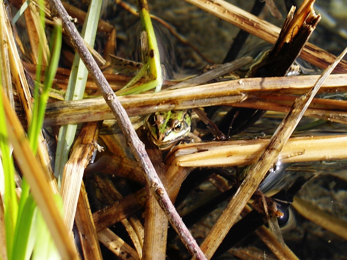 Marsh Frog, Seefrosch