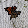 Monarch Butterflies (Mating)