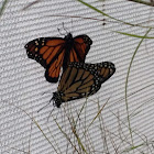 Monarch Butterflies (Mating)
