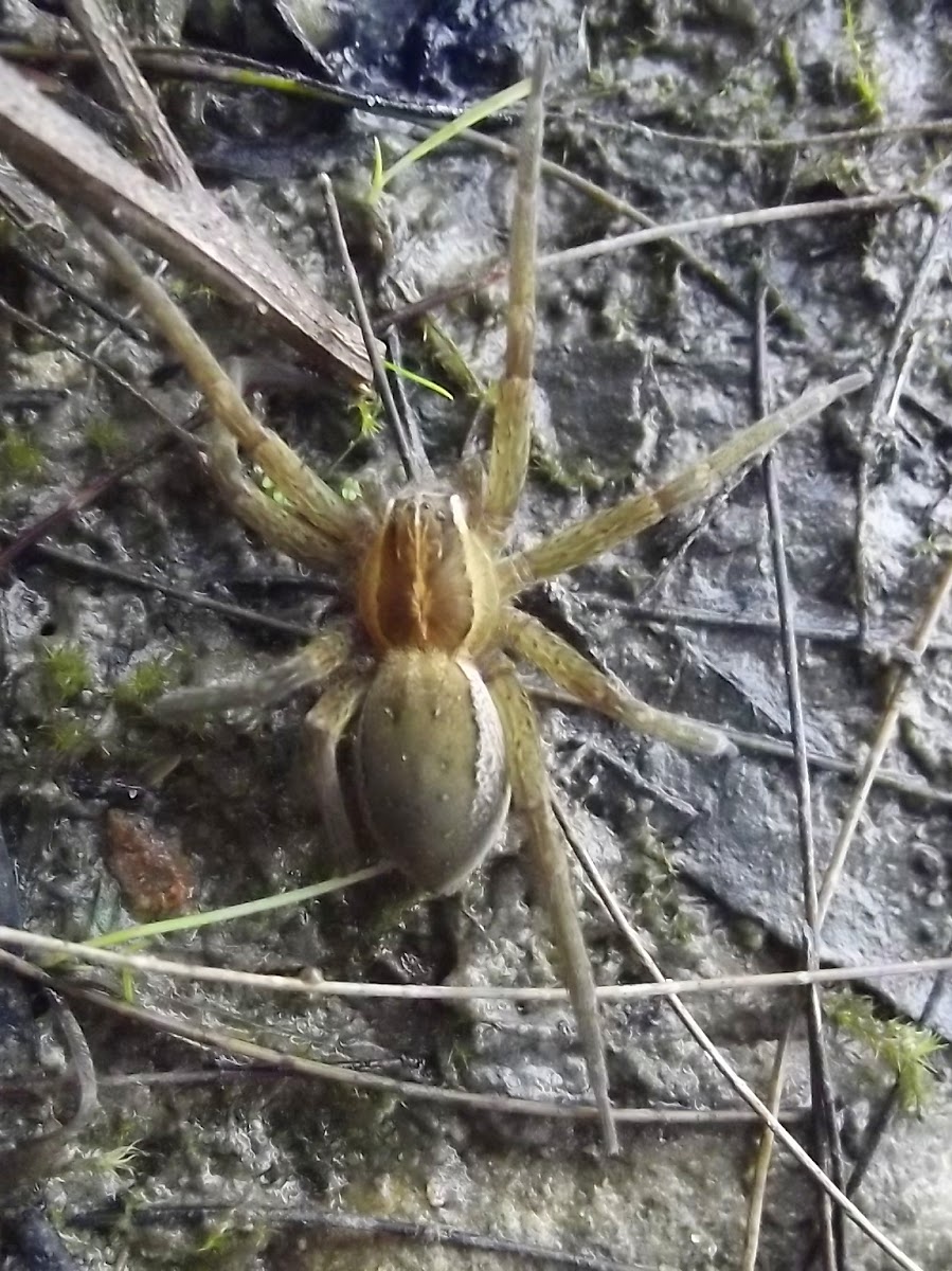 Wolf spider