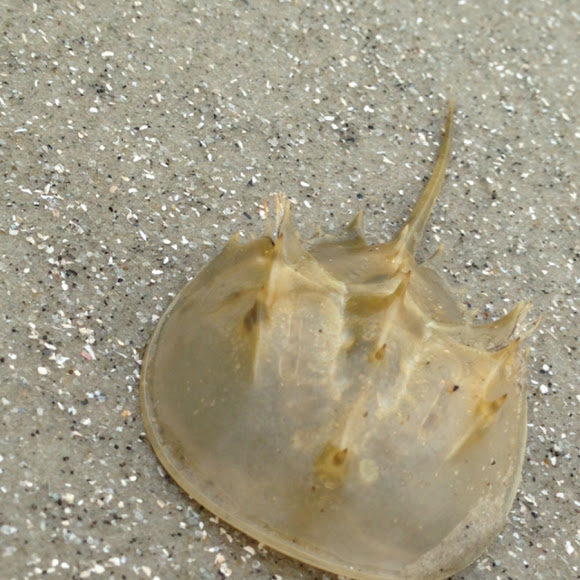 Horse shoe crab molt Project Noah