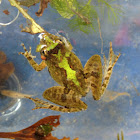 Norther Cricket Frog