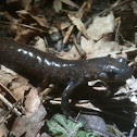 Jefferson's salamander