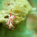 Nudibranch