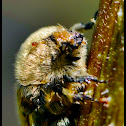 Bumble Flower Beetle (Brown Fruit Chafer)