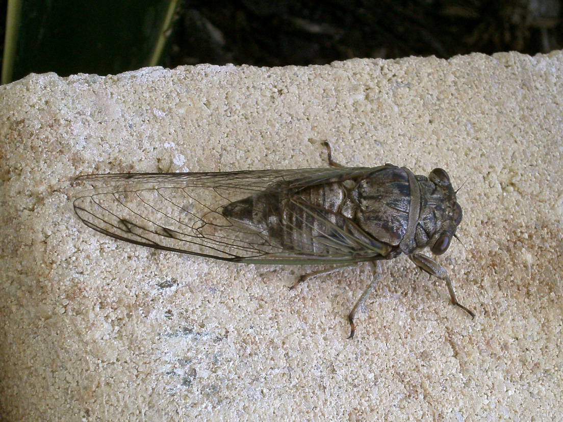 The Key's Cicada