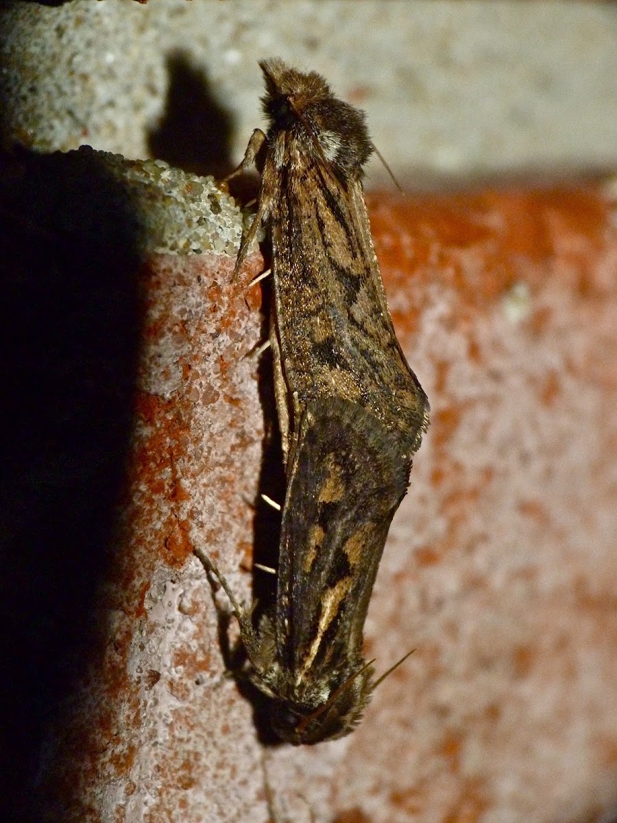 Clemens' grass tubeworm moth