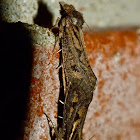 Clemens' grass tubeworm moth