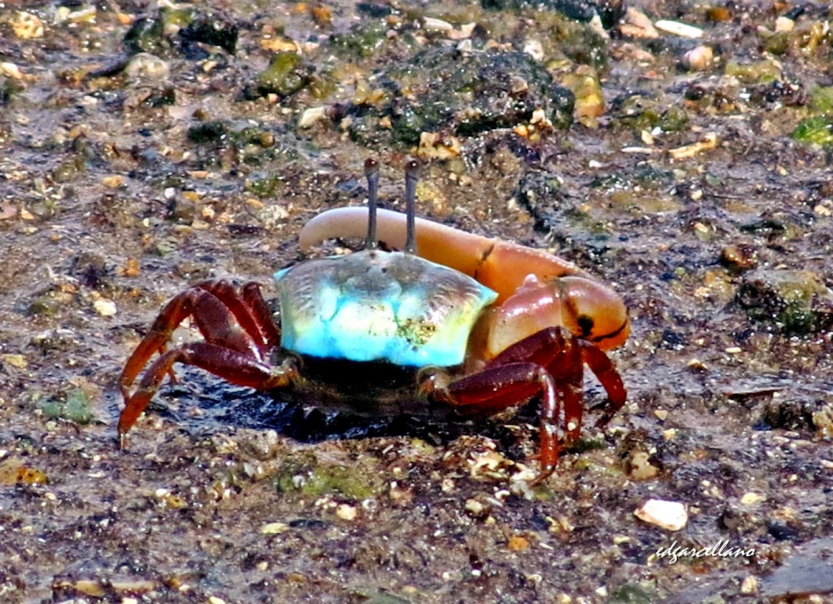 Male fiddler crab  Uca sp