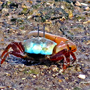 Male fiddler crab  Uca sp