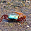 Male fiddler crab  Uca sp