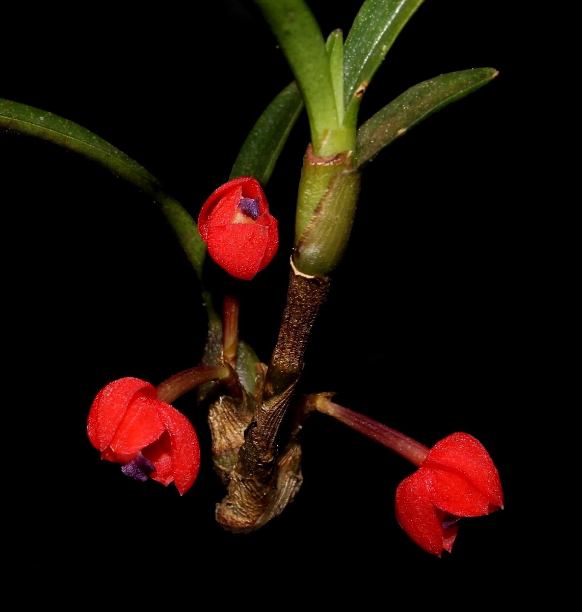 Maxillaria ruberrima