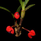 Maxillaria ruberrima