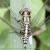 Green Skimmer dragonfly 